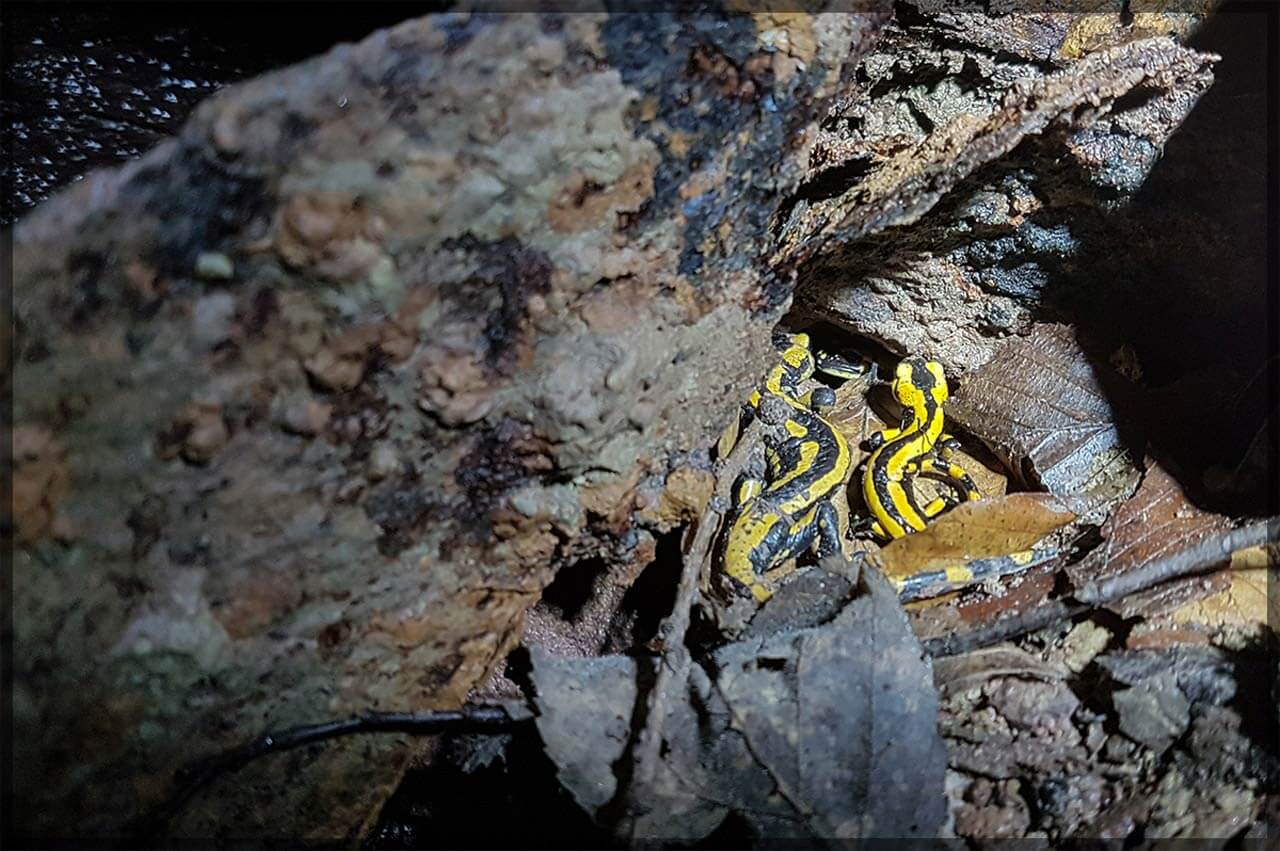 Erzgang der Salamander - Salamander im Altbergbau